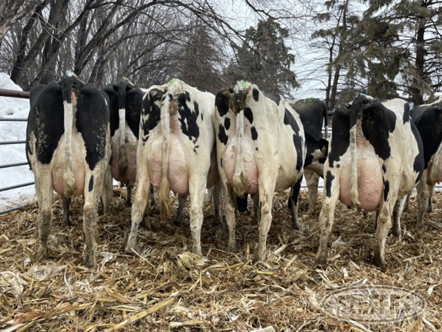 (34 Head) Holstein cows